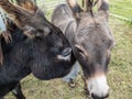 Two donkeys nuzzle together.