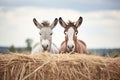 two donkeys with perked ears by haystack Royalty Free Stock Photo