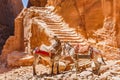 Two donkeys in Petra next to the ancient steps carved from the r Royalty Free Stock Photo