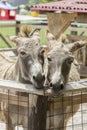 Two donkeys Royalty Free Stock Photo