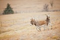 Two donkeys on the run Royalty Free Stock Photo