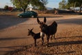 Two donkeys in soft sunrise light, farm. Mother and cute child baby donkey walk on dry climates sand on a road. Croatia or spain. Royalty Free Stock Photo