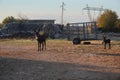 Two donkeys in soft sunrise light, farm. Mother and cute child baby donkey walk on dry climates sand on a road. Croatia or spain. Royalty Free Stock Photo