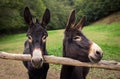Two Donkeys Royalty Free Stock Photo