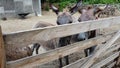 Two donkeys stand behind a corral fence at a donkey farm.