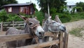 Two donkeys stand behind a corral fence at a donkey farm.