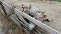 Two donkeys stand behind a corral fence at a donkey farm.