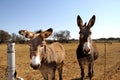 Two curious donkeys behind a fence. Royalty Free Stock Photo