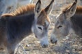 Two Donkeys Standing Together in Aruba Royalty Free Stock Photo