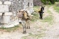 Two donkeys Royalty Free Stock Photo