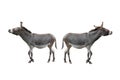 Two donkeys walk away from each other isolated on white