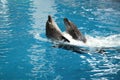 Two dophins dancing in Royalty Free Stock Photo