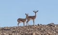 Two Dorcas Gazelles on a Rocky Hilltop in the Makhtesh Ramon in Israel