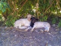 Two Dorper lambs looking at camera with puzzled look