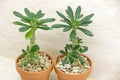 Two dorstenia gigas with green leaves