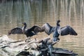 Two double-crested cormorants with outstretched wings on a log i