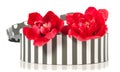 Two double red tulips in a giftbox Royalty Free Stock Photo