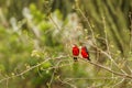 Two double-toothed barbets Lybius bidentatus in a tree, Queen Elizabeth National Park, Uganda. Royalty Free Stock Photo