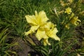 Two double yellow flowers of daylilies in June Royalty Free Stock Photo