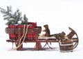 Two Douglas Squirrel on Christmas Sleigh Royalty Free Stock Photo