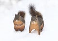 Two Douglas Squirrels in Snow