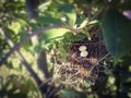 Close up a two little dove eggs in the nest. Royalty Free Stock Photo