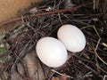 Two dove eggs Royalty Free Stock Photo