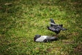 Two dove on green grass. Royalty Free Stock Photo