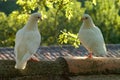 Two Dove Lovers In Evening Sunlight Royalty Free Stock Photo