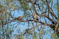 Two dove in a tree