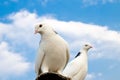 Two doves Royalty Free Stock Photo