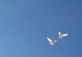 Two doves in flight