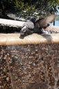 Two doves in a fountain