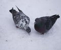 Two doves pecking seeds on snow