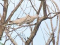 Two Doves Perched on a Branch Royalty Free Stock Photo