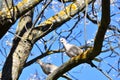 Two doves perched on the branch of a tree in the park Royalty Free Stock Photo