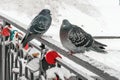 Two doves sitting on the bridge railing, decorated by wedding locks symbolizing the strength of marriage on the winter background