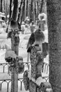 Two doves sitting on gravestones in the old cemetery