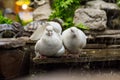 Two doves are sitting by the pond-fountain with a pond slider turtle in the zoo.