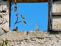 Two doves sitting in a ruined window of an ruined house.