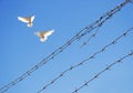 Two doves in sky Royalty Free Stock Photo