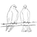 Two doves at tree branch Royalty Free Stock Photo