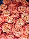 Two dozen roses