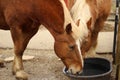 Two Draft Horses Drinking Water Royalty Free Stock Photo