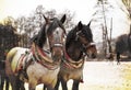 Two draft horses in full harness.High quality photo. Royalty Free Stock Photo