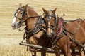 Two draft horses harnessed up.