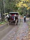 Two Draft Horses Pulling Carriage Down Wooded Fall Trail Royalty Free Stock Photo