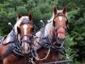 Two draft horses rigged up Royalty Free Stock Photo