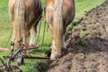 Two draft horses with a traditional plough Royalty Free Stock Photo