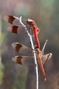 Two dragonflies